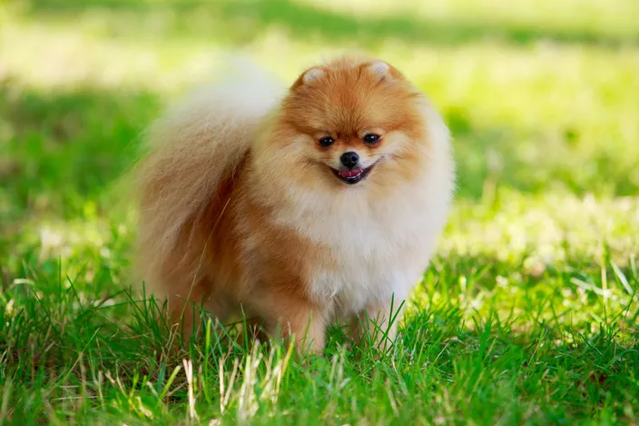 15 Most Beautiful Dog Breeds You’ve Probably Never Heard Of
