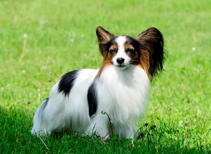 15 Most Beautiful Dog Breeds You’ve Probably Never Heard Of