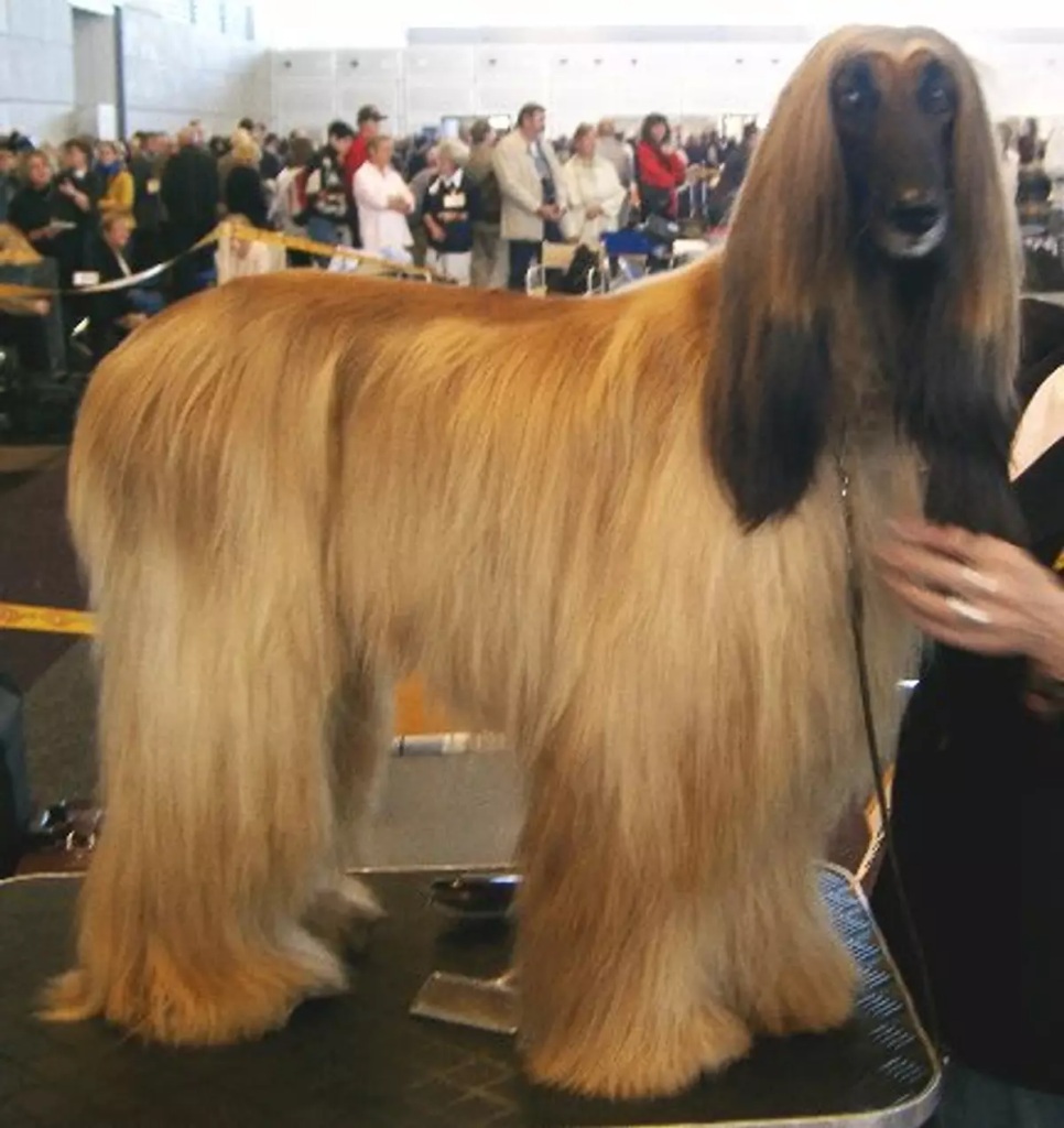 15 Most Beautiful Dog Breeds You’ve Probably Never Heard Of